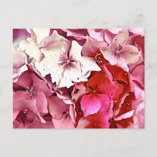 PINK HYDRANGEA POSTCARD