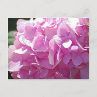 Pink Hydrangea Postcard
