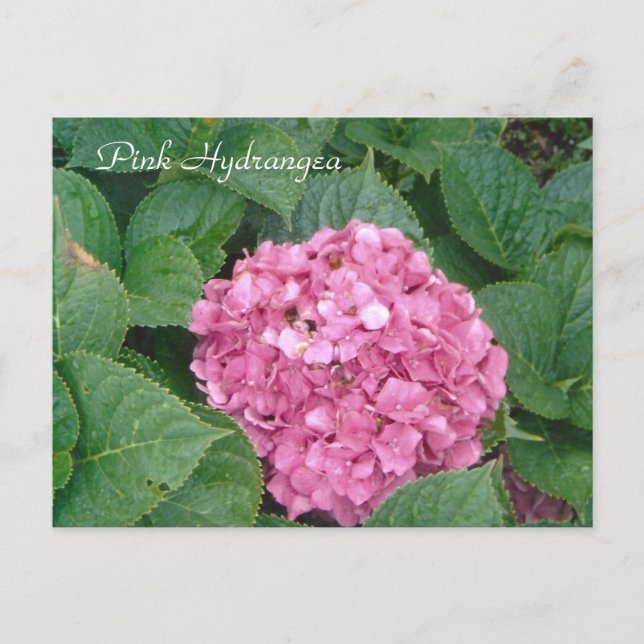 Pink Hydrangea Postcard (Front)