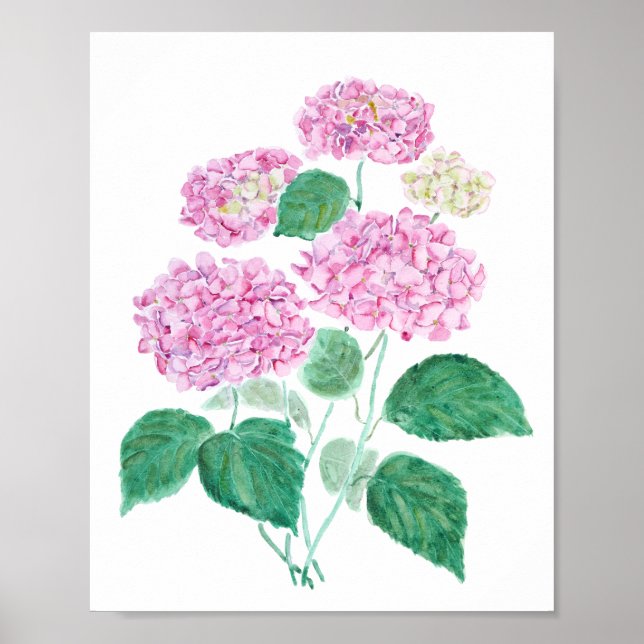 pink hydrangea  poster (Front)