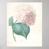 Pink Hydrangea