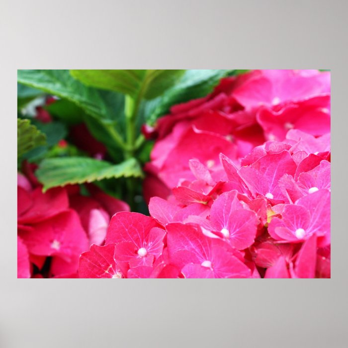 Pink hydrangea print