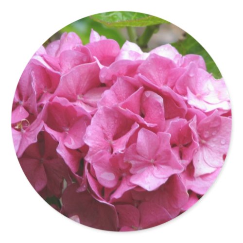 Pink Hydrangea Sticker