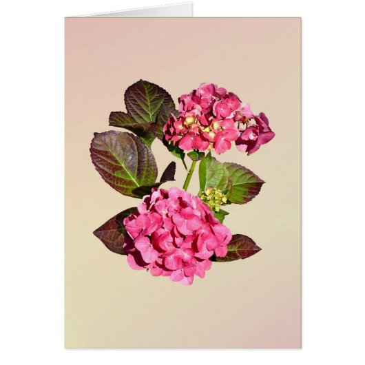 Pink Hydrangea With Leaves Cards (Front)