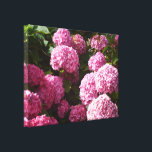 Pink Hydrangeas Canvas Print<br><div class="desc">A photo of pink hydrangeas on a sunny day</div>