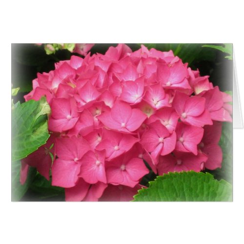 Pink Hydrangeas Card