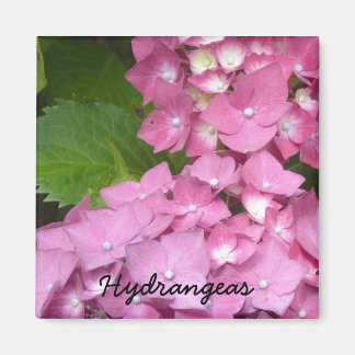 Pink Hydrangeas Magnet