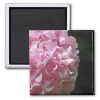 Pink Hydrangeas Magnets by lifethroughalens at Zazzle