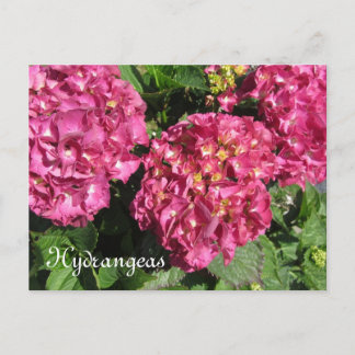 Pink Hydrangeas Postcard