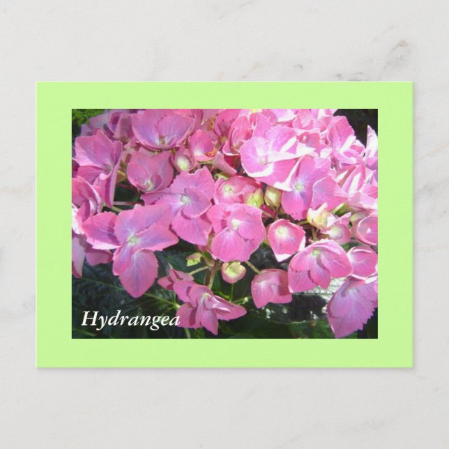 Pink Hydrangeas Postcard (Front)
