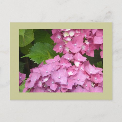 Pink Hydrangeas Postcard