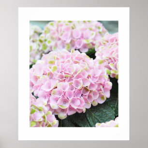 Pink  Hydrangeas Poster