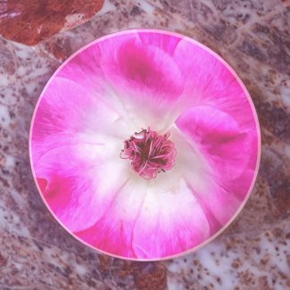 Pink Iceberg Roses