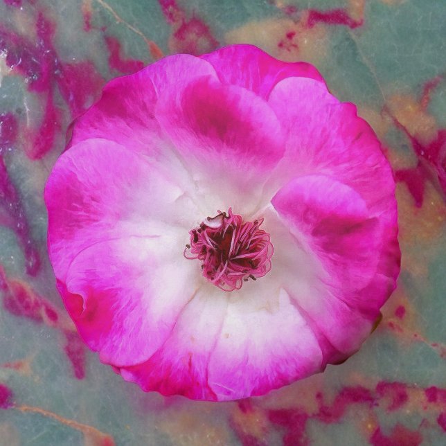Pink Iceberg Roses Round Pillow (Creator Uploaded)