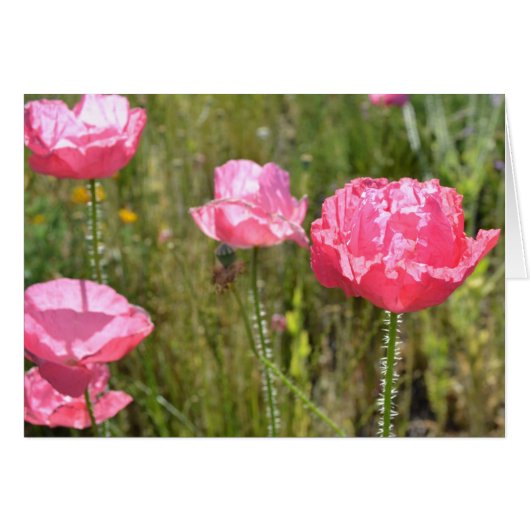 Pink Iceland Poppies Cards (Front Horizontal)