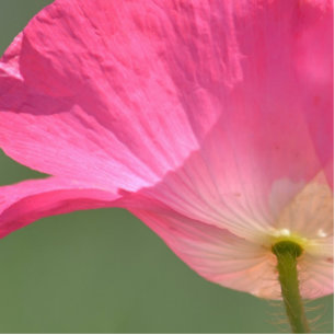 Pink Iceland Poppy Flower Cutout
