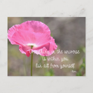 Pink Iceland Poppy Flower Postcard