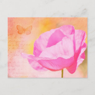 Pink Iceland Poppy Postcard