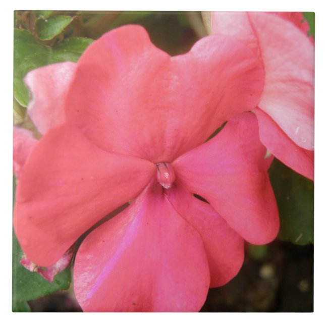 Pink Impatiens Flower Macro Tile (Front)