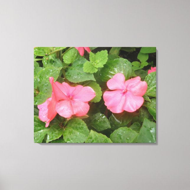 Pink Impatiens Flowers Canvas Print (Front)