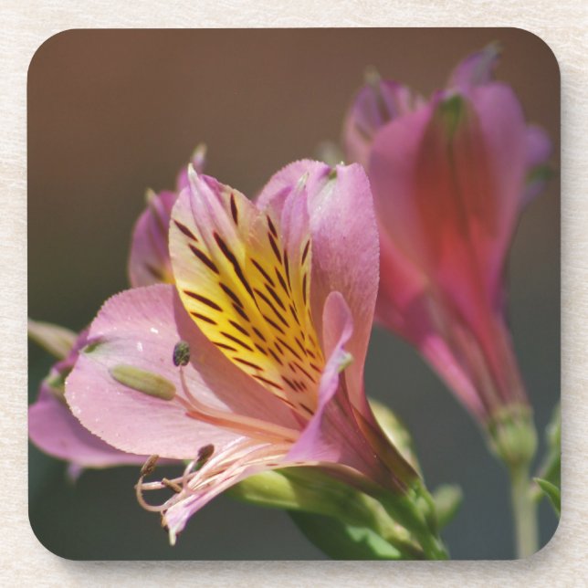 Pink Inca Lily flowers and meaning Coaster (Front)