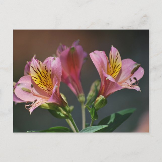 Pink Inca Lily flowers and meaning Postcard (Front)