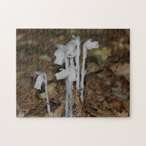Pink Indian Pipe Ghost Flower  Jigsaw Puzzle