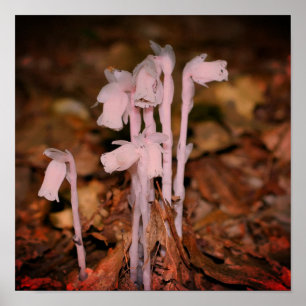 Pink Indian Pipe Ghost Flower  Poster