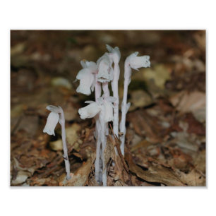 Pink Indian Pipe Mushroom Flowers Photo Print