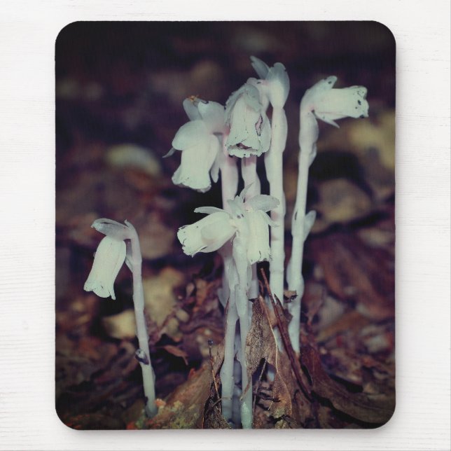 Pink Indian Pipe Wildflower Mushrooms Nature  Mouse Pad (Front)