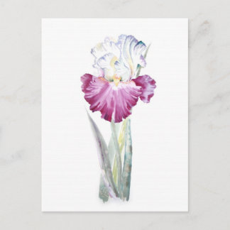Pink Iris Postcard