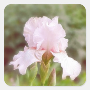 Pink Iris - Vanity Square Sticker