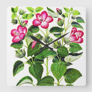 Pink Italian Hibiscus flowers, vintage print Square Wall Clock
