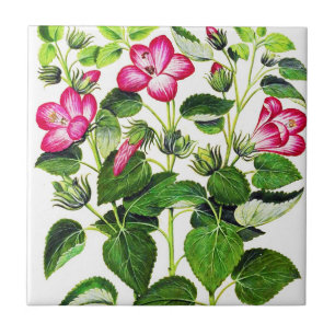Pink Italian Hibiscus flowers, vintage print Tile
