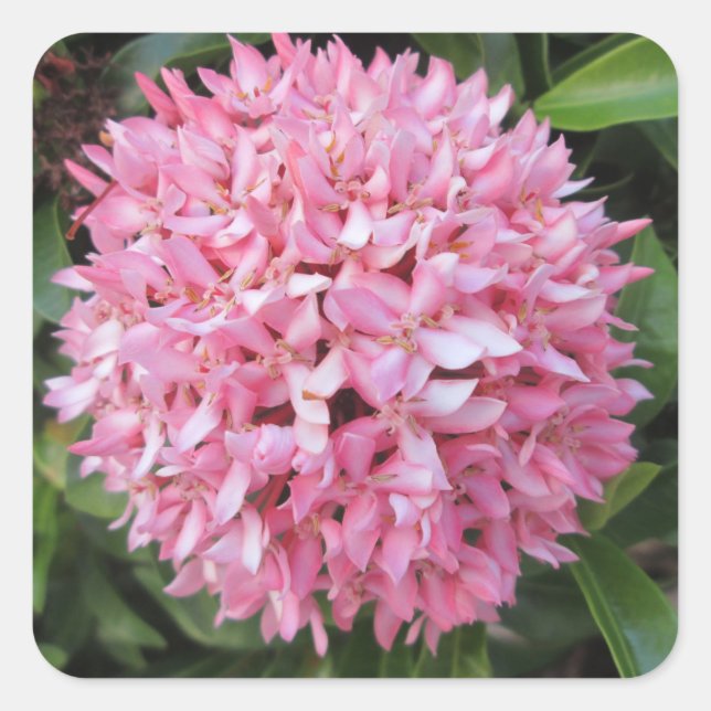 Pink Ixora Flower Square Sticker (Front)