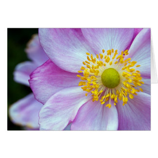 Pink "Japanese Anemone" Cards