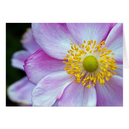 Pink "Japanese Anemone" Cards (Front Horizontal)