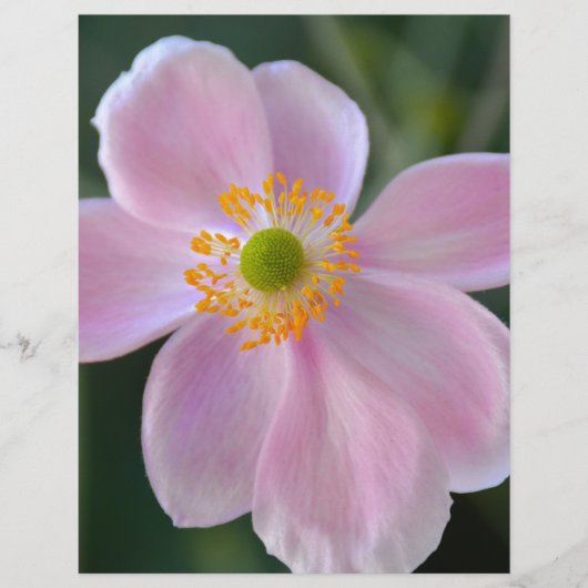 Pink japanese anemone flower (Front)
