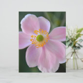 Pink japanese anemone flower (Standing Front)