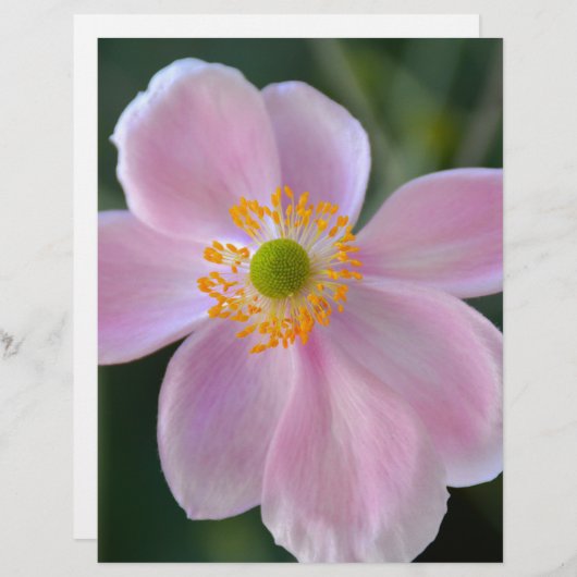 Pink japanese anemone flower (Front/Back)