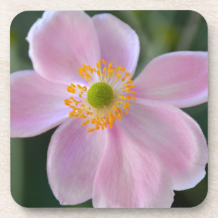 Pink japanese anemone flower drink coaster