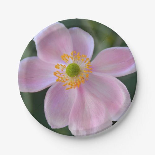 Pink japanese anemone flower paper plates