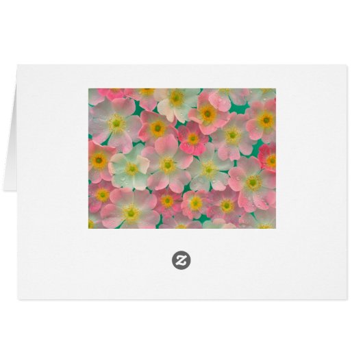 Pink Japanese Anemones Card (Back Horizontal)
