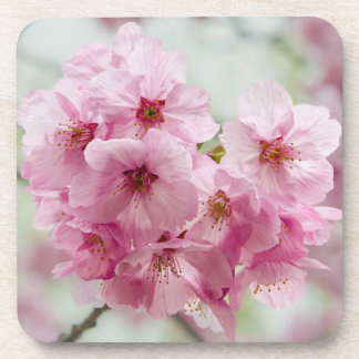 Pink Japanese Cherry Blossom Beverage Coaster