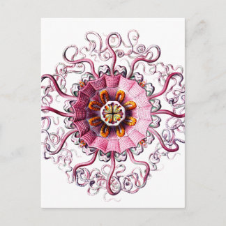 pink jelly w green dots clear copy.png postcard