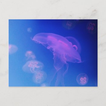 Pink Jellyfishes In Blue Water Postcard by 85leobar85 at Zazzle