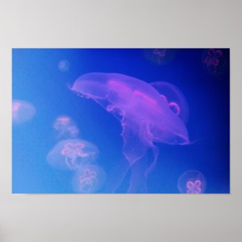 Pink Jellyfishes In Blue Water Poster by 85leobar85 at Zazzle