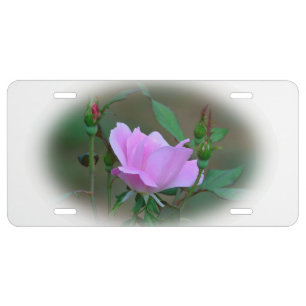 Pink Knockout Rose License Plate