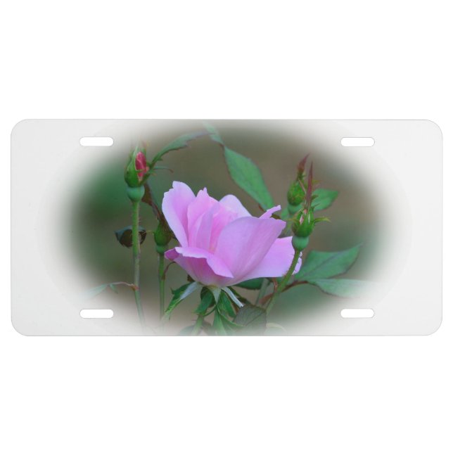 Pink Knockout Rose License Plate (Front)