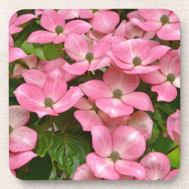 Pink kousa dogwood flowers print drink coaster (Front)